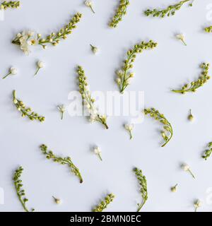 Plat de brindilles de cerisier d'oiseau avec fleurs, inflorescences-pinceaux sur fond bleu clair. Heure de printemps. Banque D'Images