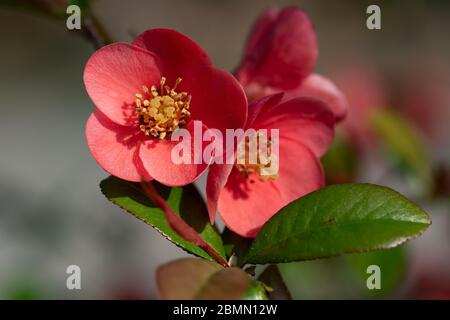 Gros plan sur la fleur de coings japonais Banque D'Images