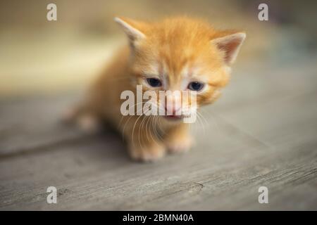 Le chaton nouveau-né rouge marche sur le plancher en bois Banque D'Images
