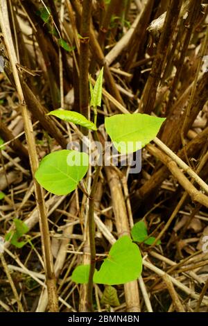 Croissance au début du printemps de l'herbe à nœud japonaise falloupia japonica. Banque D'Images