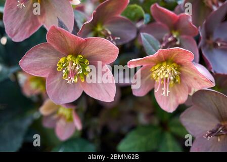 Fleur Helleborus orientalis gros plan Banque D'Images