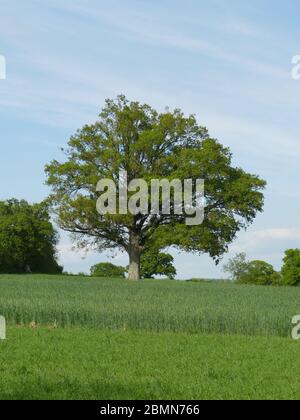 Chêne arbre dans un champ Banque D'Images