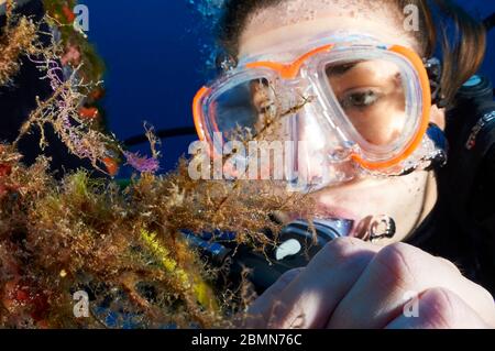 Vue sous-marine d'une femelle plongée sous-marine regardant une branche nudiale de Flabellina affinis dans le parc naturel de ses Salines (Formentera, Mer méditerranée, Espagne) Banque D'Images