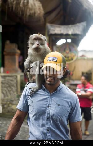 UBUD, INDONÉSIE - 24 JANVIER 2019 : homme non identifié à la forêt de singes d'Ubud, sur l'île de Bali, Indonésie. C'est le sanctuaire et l'habitat naturel du B Banque D'Images