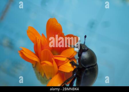 Dunder le coléoptère sur une fleur orange en gros plan sur un fond bleu. Banque D'Images