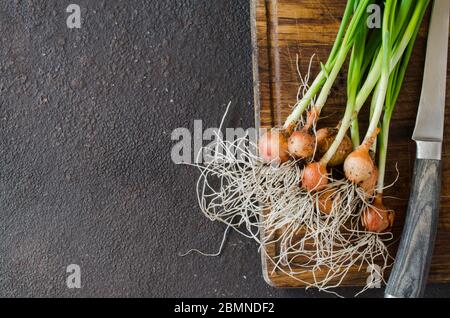 Oignons de printemps bio fraîchement cueillis avec racines sur planche à découper en bois. Banque D'Images