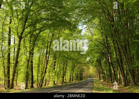 Route de campagne le long des arbres de printemps dans la matinée Banque D'Images