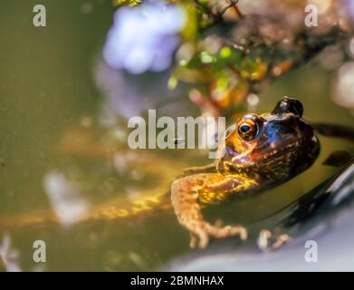 En arrivant pour l'air, une grenouille qui se dévalle d'un étang, Burbage, Wiltshire, Royaume-Uni Banque D'Images