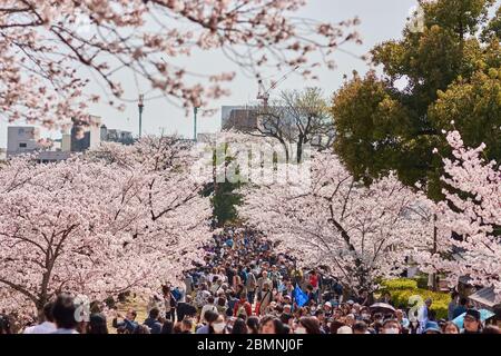 Himeji / Japon - 31 mars 2018: Personnes marchant sous des cerisiers en fleurs en fleurs pendant la saison Sakura dans le parc du château Himeji à Himeji, Japon Banque D'Images
