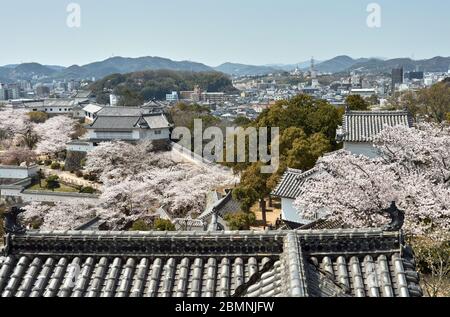 Château Himeji pendant la saison des cerisiers en fleurs sakura à Himeji, préfecture de Hyogo, Japon Banque D'Images