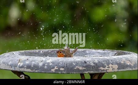 Robin redbreast erithacus rubecula barboter dans un bain d'oiseau Banque D'Images