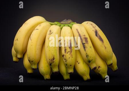 Une douzaine de bananes mûres jaunes bien éclairées debout, reliées entre elles par leur annexe. Les aliments de studio à faible teneur en clés continuent de vivre contre un dos sombre Banque D'Images