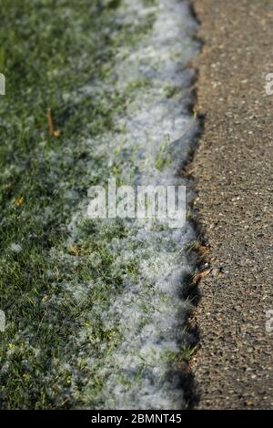 Pollen sur le sol et la rue Banque D'Images