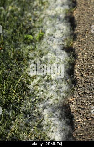 Pollen sur le sol et la rue Banque D'Images