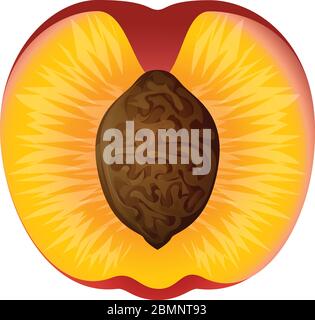 Icône pêche à moitié coupée. Dessin animé de l'icône à demi-motif de pêche pour le dessin de sites Web isolé sur fond blanc Illustration de Vecteur