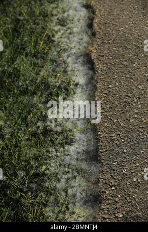 Pollen sur le sol et la rue Banque D'Images