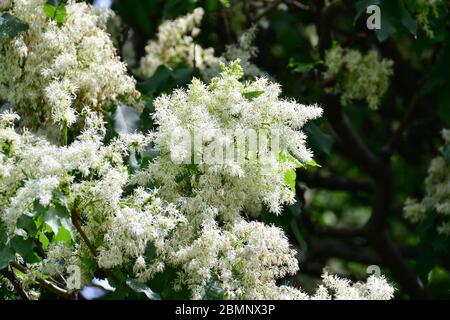 Frêne de manne, frêne à fleurs d’Europe du Sud, Manna-Esche, Blumen-Esche, Schmuck-Esche, Frêne à fleurs, Fraxinus ornus, virágos kőris Banque D'Images