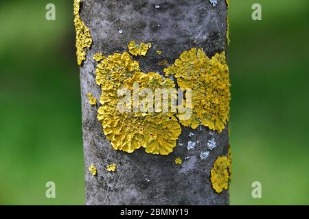 Lichen orange commun, écailles jaunes, lichen solaire maritime et lichen côtier, Gewöhnliche Gelbflechte, lichen encroûtant jaune, Xanthoria parietina Banque D'Images