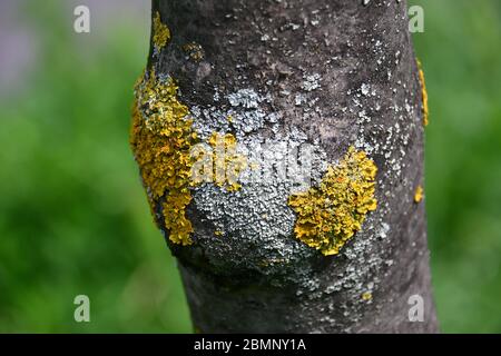 Lichen orange commun, écailles jaunes, lichen solaire maritime et lichen côtier, Gewöhnliche Gelbflechte, lichen encroûtant jaune, Xanthoria parietina Banque D'Images