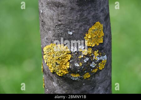 Lichen orange commun, écailles jaunes, lichen solaire maritime et lichen côtier, Gewöhnliche Gelbflechte, lichen encroûtant jaune, Xanthoria parietina Banque D'Images