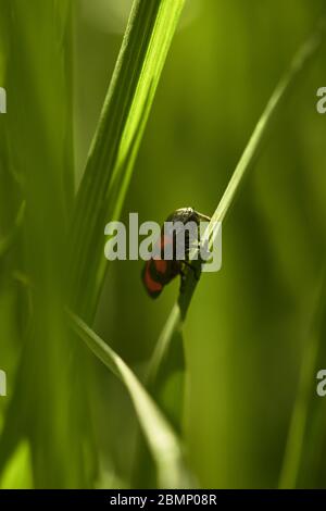 Cercovis vulnerata, également connu sous le nom de grenouille noire et rouge, assis sur une tige d'herbe verte Banque D'Images