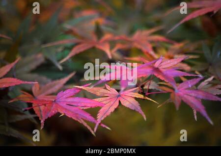 Automne chaîne des Dandenong Victoria Australie Banque D'Images