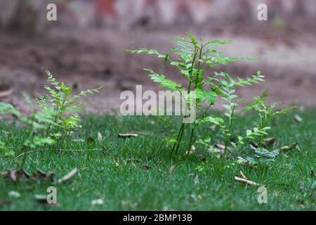 Plantes arbustes de feuilles de curry ou Kadi patta cuisine indienne plat de cuisine pour tempérer garniture. Ajoute de la saveur aux plats indiens du sous-continent. Murrat K. Banque D'Images