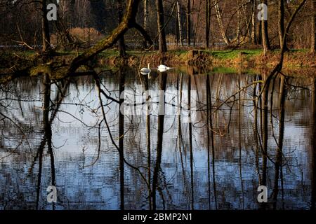 Deux cygnes nageant au lever du soleil à Skylakes Plothen, Allemagne Banque D'Images