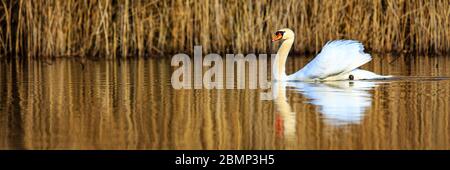 Cygne unique au lever du soleil, eau dorée aux lacs du ciel Plothen Allemagne Banque D'Images