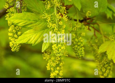 Macro gros plan Sycamore arbre fleurs et feuilles au printemps, Acer pseudoplatanus, Royaume-Uni Banque D'Images