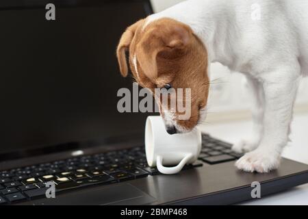 Café renversé par un chien sur le clavier de l'ordinateur portable. Dommages matériels de l'animal de compagnie Banque D'Images