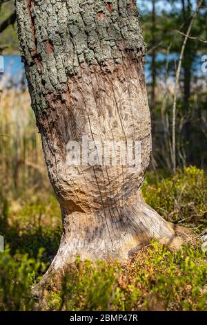 Troncs d'arbre à feuilles caduques endommagés par les castors. Les arbres de la forêt sont rongés par des rongeurs. Saison de printemps. Banque D'Images