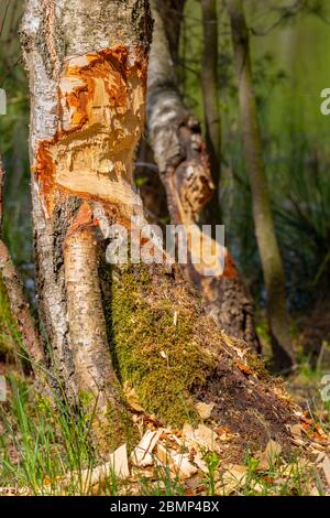 Troncs d'arbre à feuilles caduques endommagés par les castors. Les arbres de la forêt sont rongés par des rongeurs. Saison de printemps. Banque D'Images