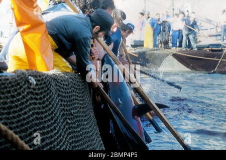 Îles Aegadiennes, Sicile, Italie. Mai 1983. Tonnara et mattanza. Pêche au thon sur l'île de Favignana. Banque D'Images