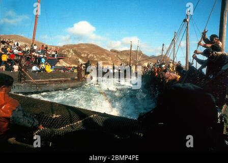 Îles Aegadiennes, Sicile, Italie. Mai 1983. Tonnara et mattanza. Pêche au thon sur l'île de Favignana. La caméra della Morte (en. Chambre de la mort). Banque D'Images