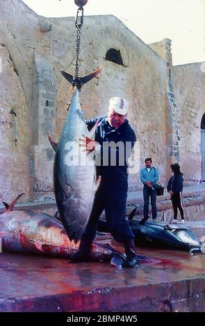 Îles Aegadiennes, Sicile, Italie. Mai 1983. Tonnara et mattanza. Pêche au thon sur l'île de Favignana. Le thon pèse. Banque D'Images