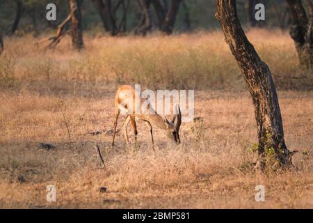 Beleti gazelle ou chinkara indien dans le parc national de Rathnambore, Rajasthan, Inde Banque D'Images