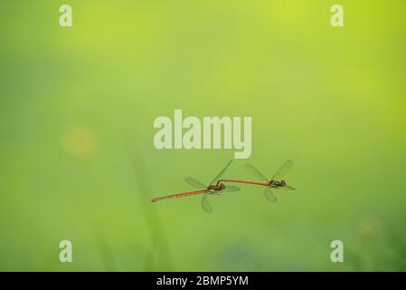 Pyrrrhome Nymphula (grand damselfly rouge) se confond dans l'air Banque D'Images