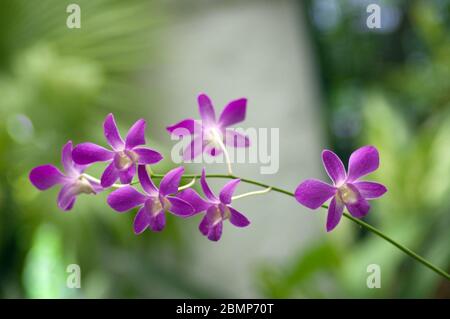 Orchidées épiphytiques et roses naturelles et violets, sur fond verdâtre Banque D'Images