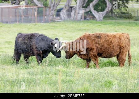 Miniature Scottish Highland vaches friendly lutte Banque D'Images