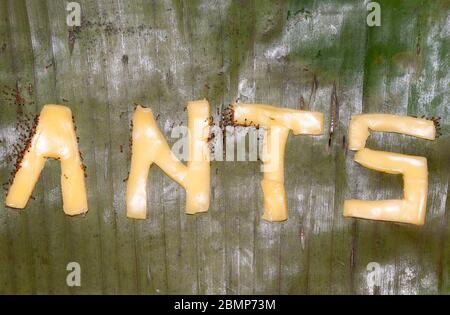 Pharaon fourmis, lettrage au fromage Banque D'Images