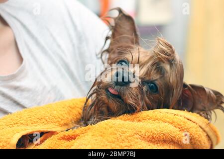 Le Yorkshire Terrier humide avec sa langue pendante enveloppée d'une serviette jaune. Petit chien après avoir baigné dans les mains du propriétaire Banque D'Images