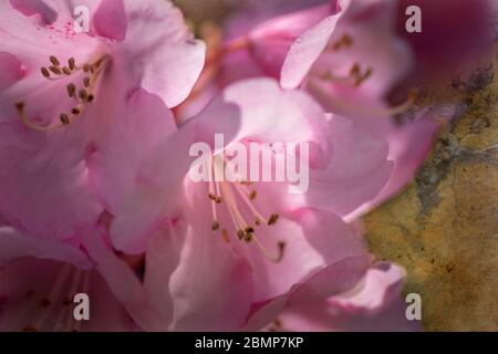 Rhododendron Bow Bells qui a de grandes fleurs roses qui ont tendance à pendre Banque D'Images