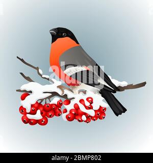 Bullfinch assis sur une branche enneigée de cendres de montagne. Nature hivernale. Illustration vectorielle Illustration de Vecteur