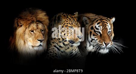 Portrait de trois grands chats sauvages (léopard, tigre, lion) sur fond noir Banque D'Images