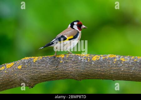 European Goldfinch, Carduelis carduelis, assis sur la branche. Homme de songbird coloré dans le parc. Scène de la faune de la nature Banque D'Images