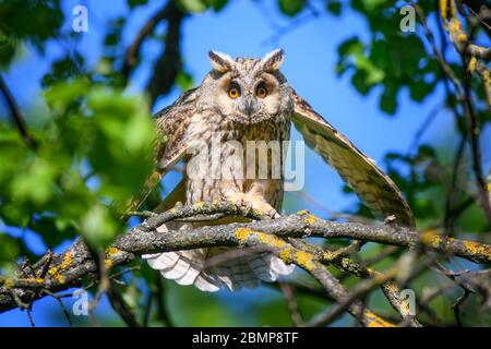 Hibou à longues oreilles dans le bois, assis sur le tronc d'arbre dans l'habitat forestier. Bel animal dans la nature Banque D'Images