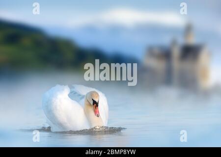 Cygne blanc dans le lac sur le château et le fond de la montagne. Scène de la faune. Paysage magique avec oiseau sauvage Banque D'Images