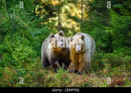 Gros plan sur deux grands ours bruns dans la forêt. Animal dangereux dans l'habitat naturel. Scène de la faune Banque D'Images