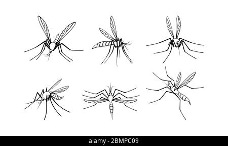 Moustique mis. Collection d'insectes isolés sur fond blanc. Illustration vectorielle plate. Illustration de Vecteur